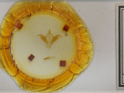 slide view of adult Abagrotis sp.