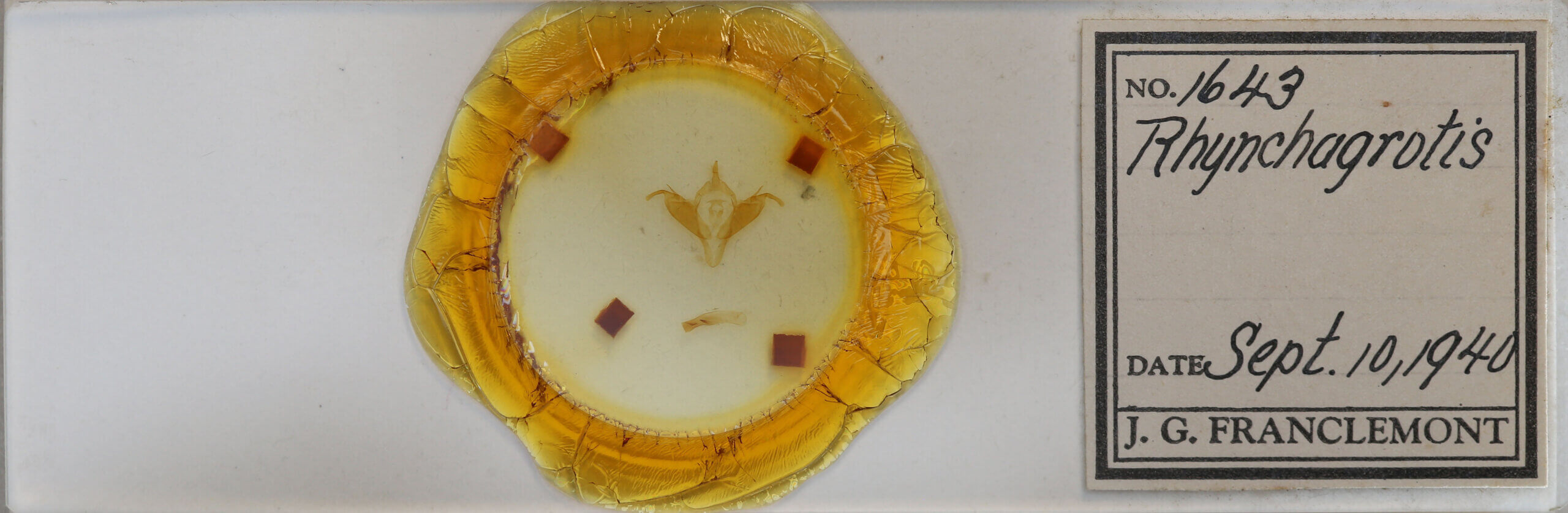 slide view of adult Abagrotis sp.