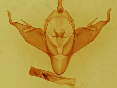 genitalia view of adult Abagrotis sp.