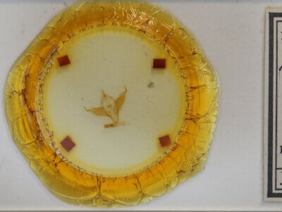 slide view of adult Abagrotis sp.