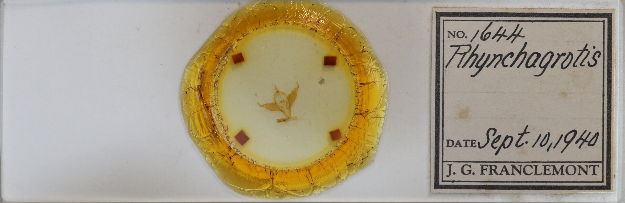 slide view of adult Abagrotis sp.