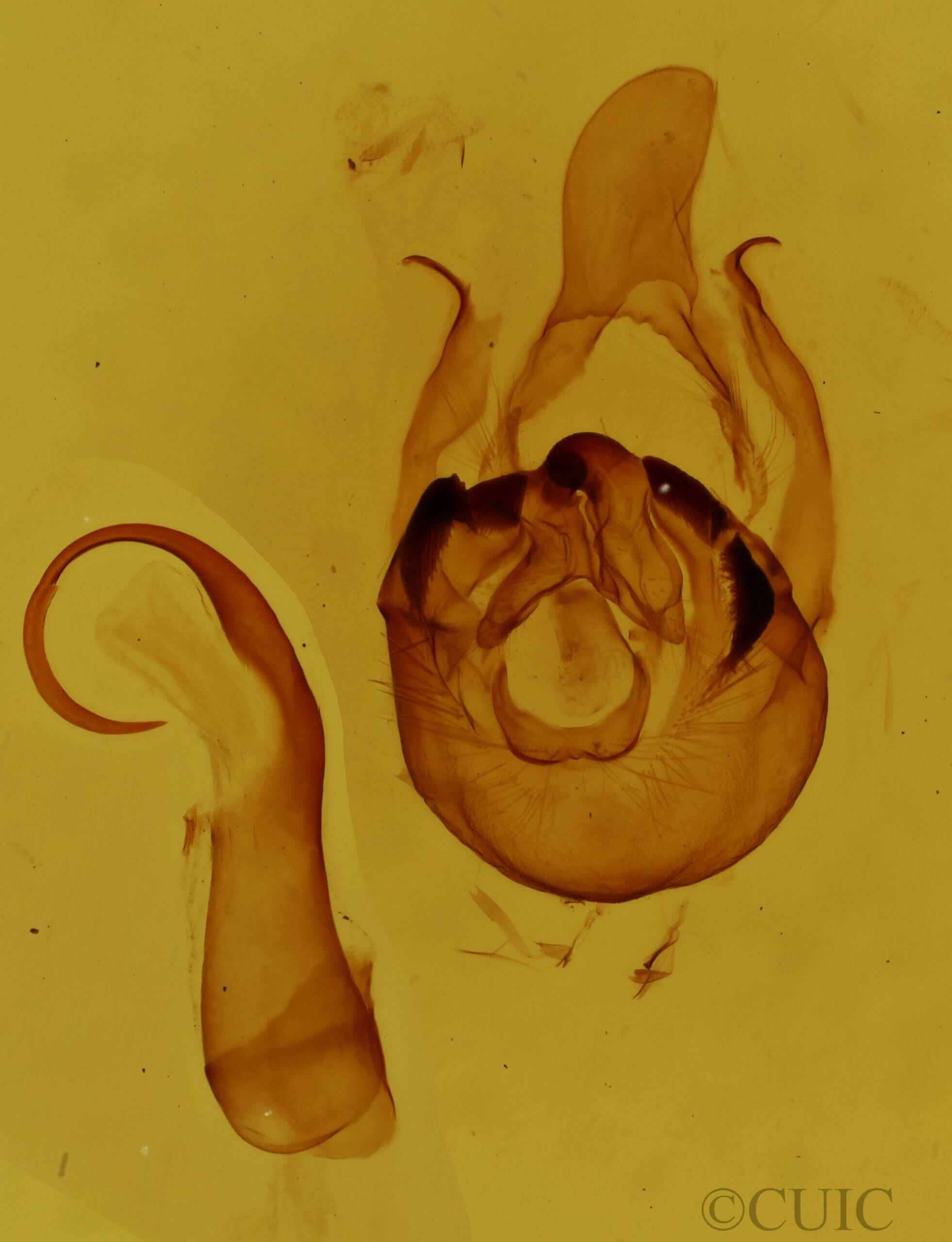 genitalia view of adult Tamphana marmorea