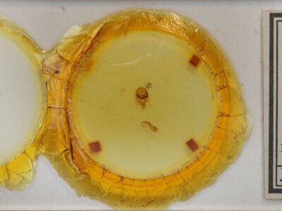 slide view of adult Tamphana marmorea