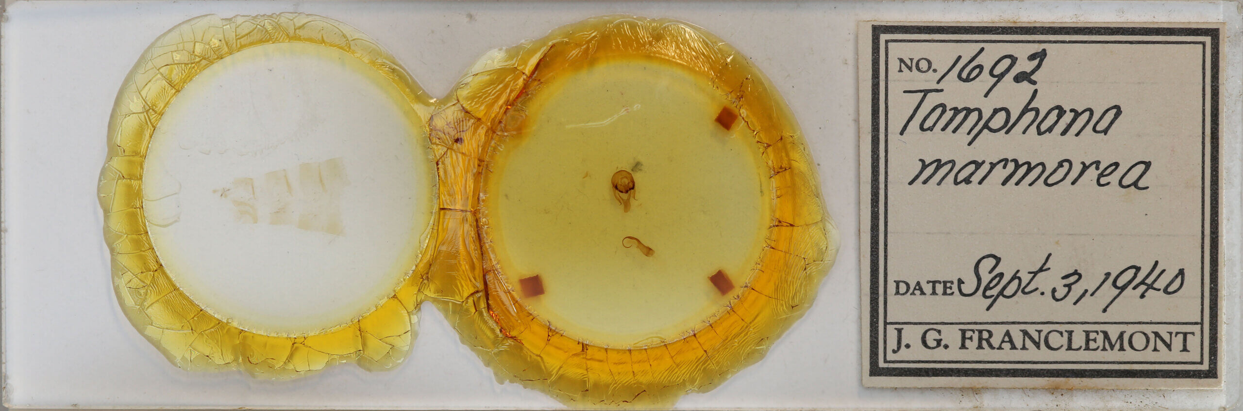 slide view of adult Tamphana marmorea