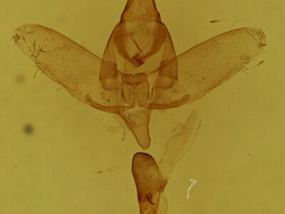 genitalia view of adult Drepatalodes sp.