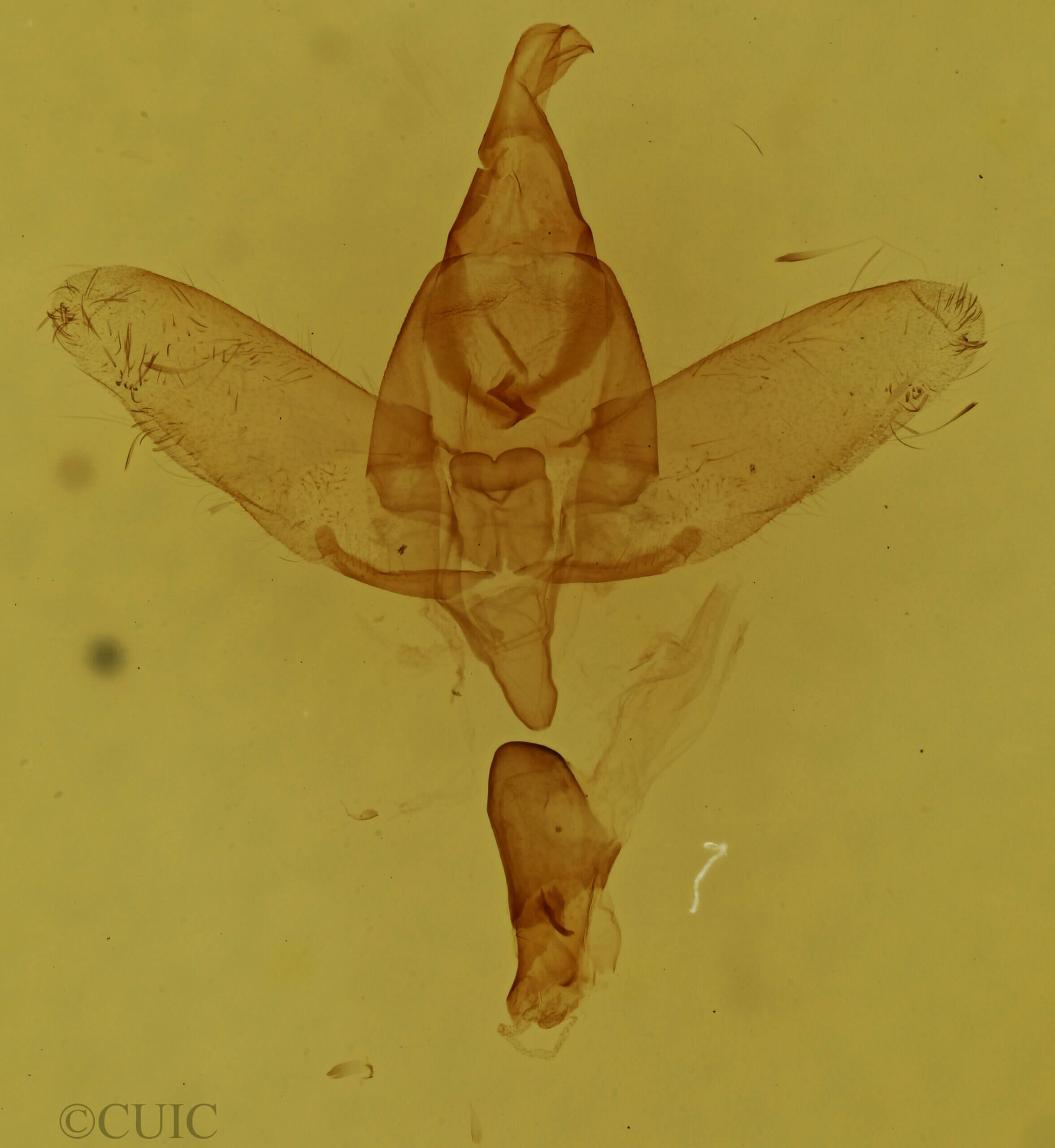 genitalia view of adult Drepatalodes sp.