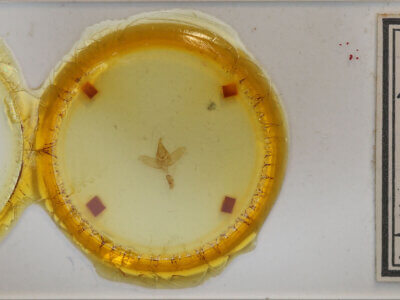 slide view of adult Drepatalodes sp.