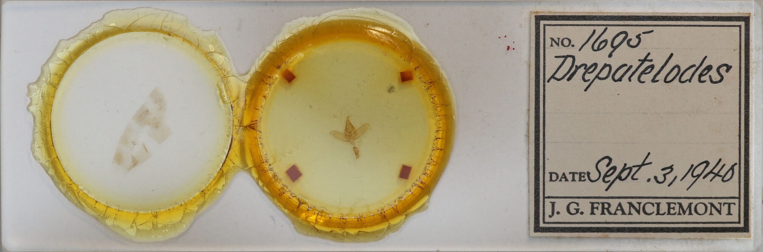 slide view of adult Drepatalodes sp.