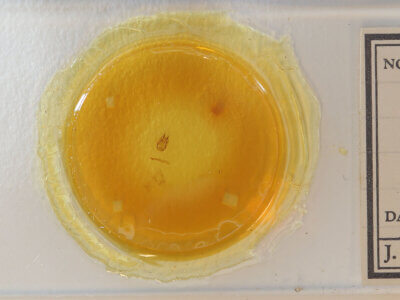 slide view of adult Sterrhinae