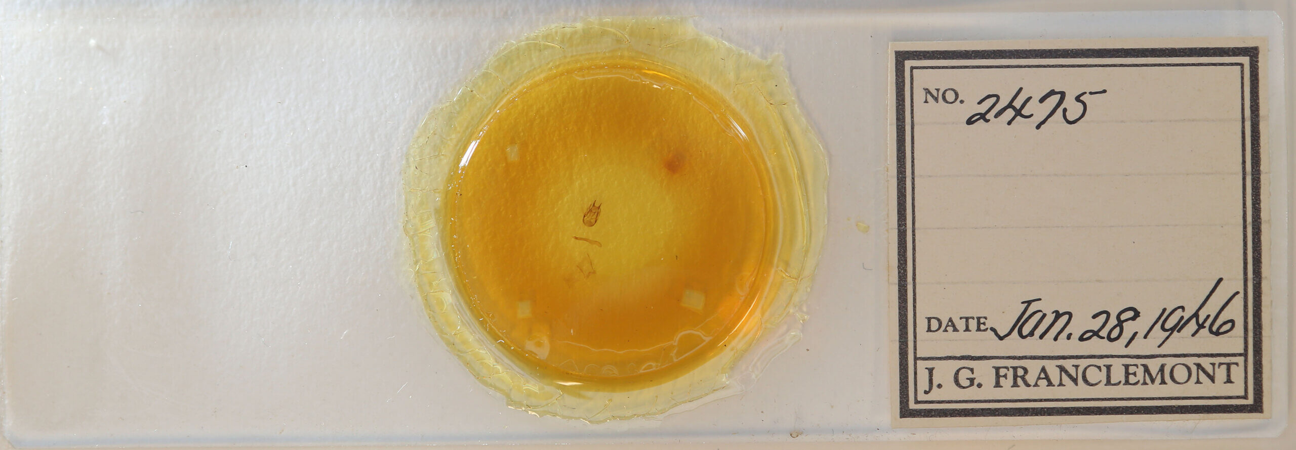 slide view of adult Sterrhinae