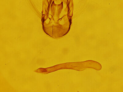 genitalia view of adult Sterrhinae