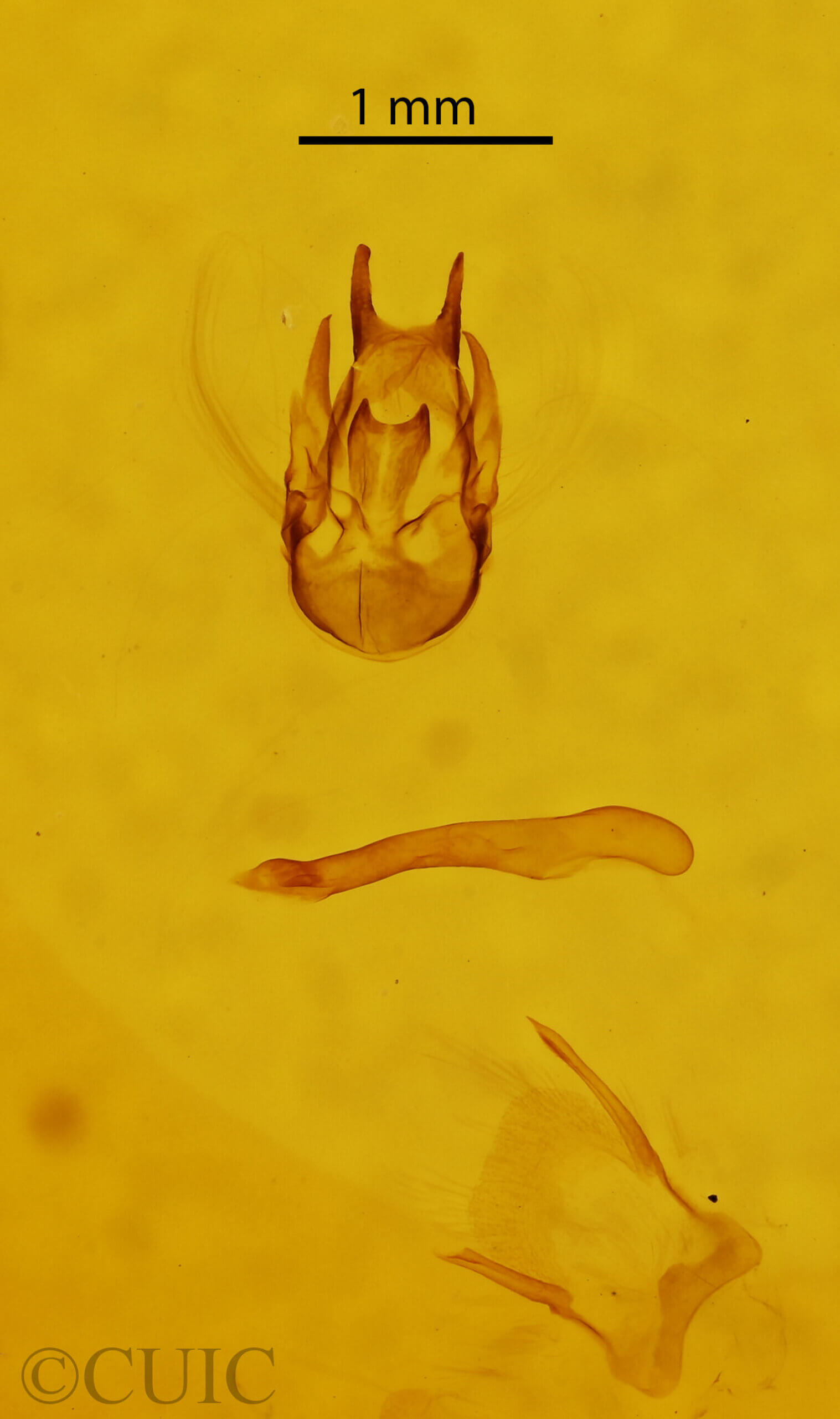 genitalia view of adult Sterrhinae