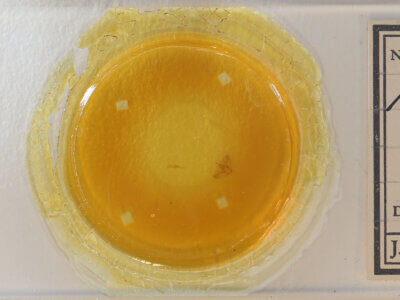 slide view of adult Mieza sp.