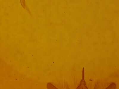 genitalia view of adult Mieza sp.