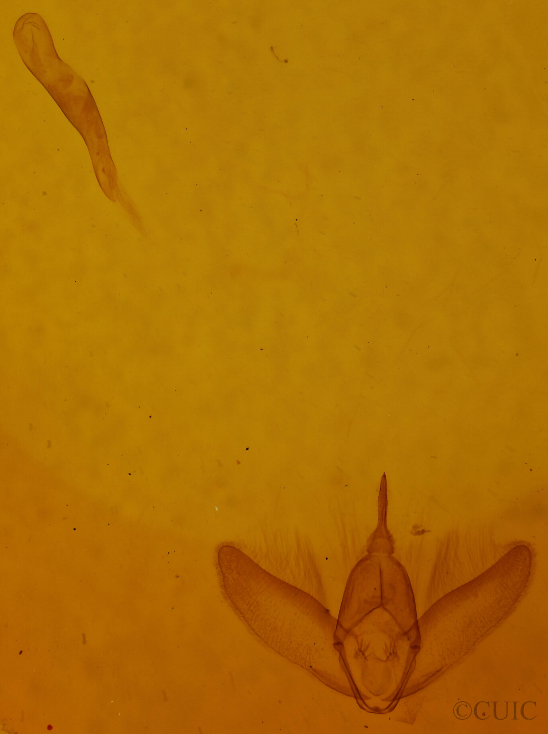 genitalia view of adult Mieza sp.