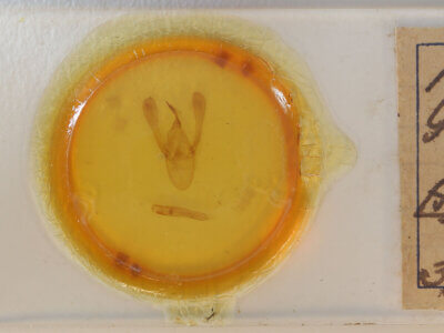 slide view of adult Agape sp.