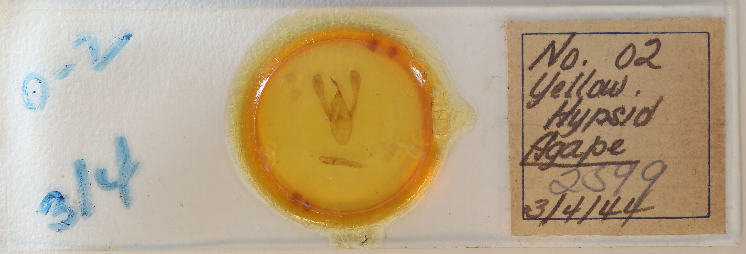 slide view of adult Agape sp.