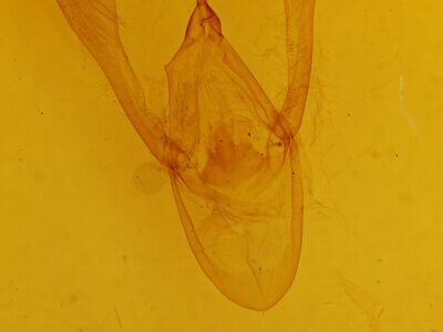 genitalia view of adult Agape sp.