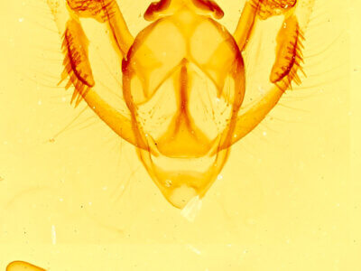 genitalia view of adult Mericisca gracea