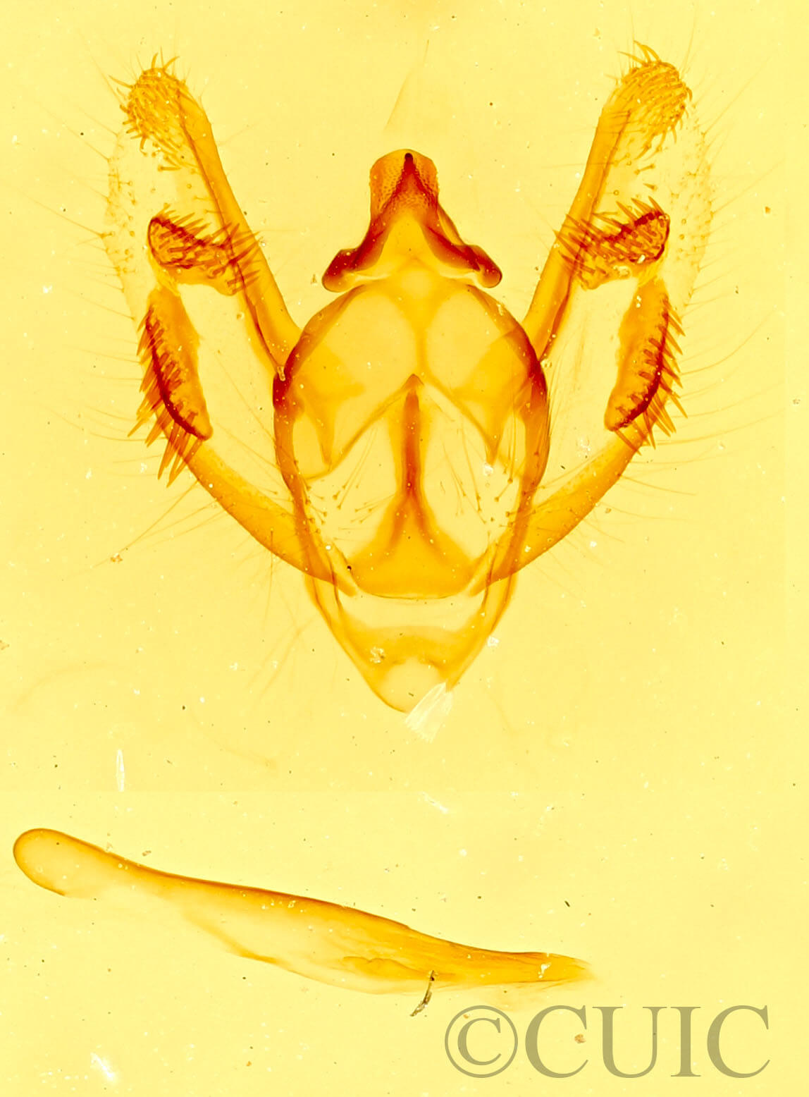 genitalia view of adult Mericisca gracea