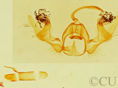 genitalia view of adult Stenoma? sp.