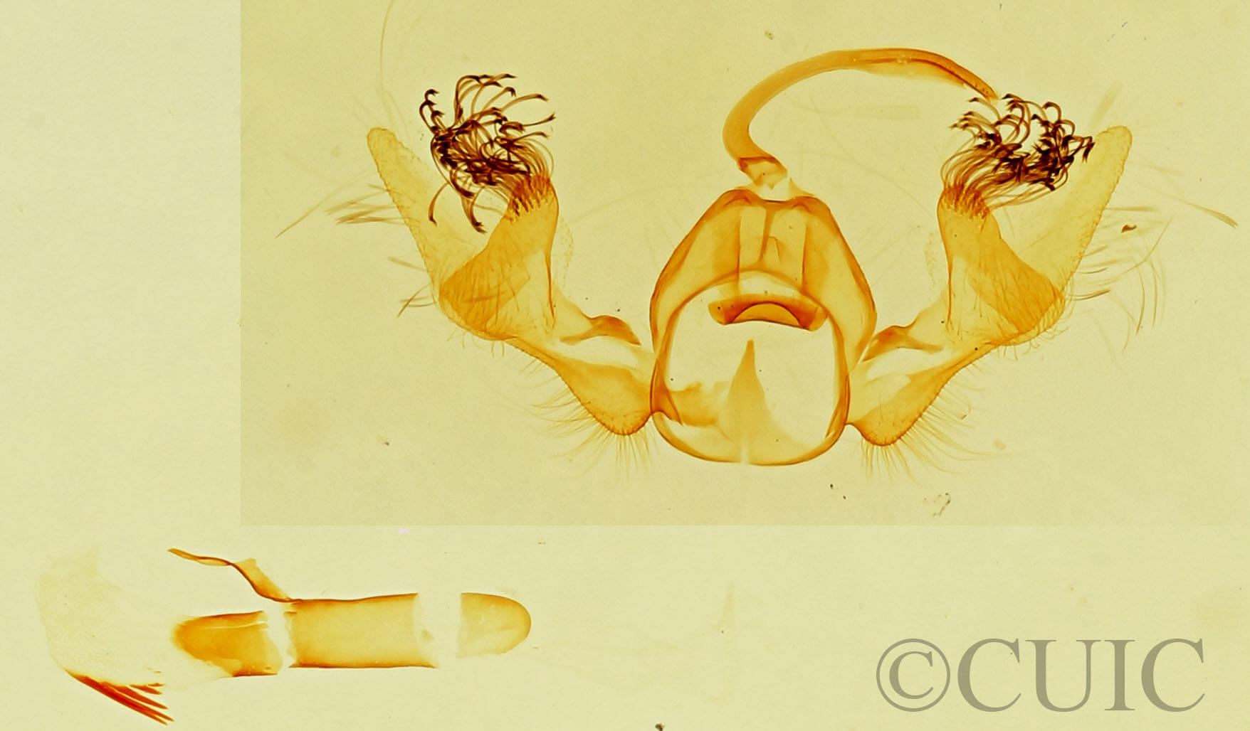 genitalia view of adult Stenoma? sp.