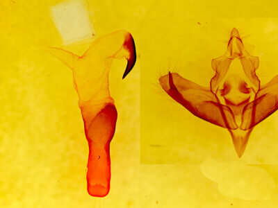 genitalia view of adult Panthea sp.