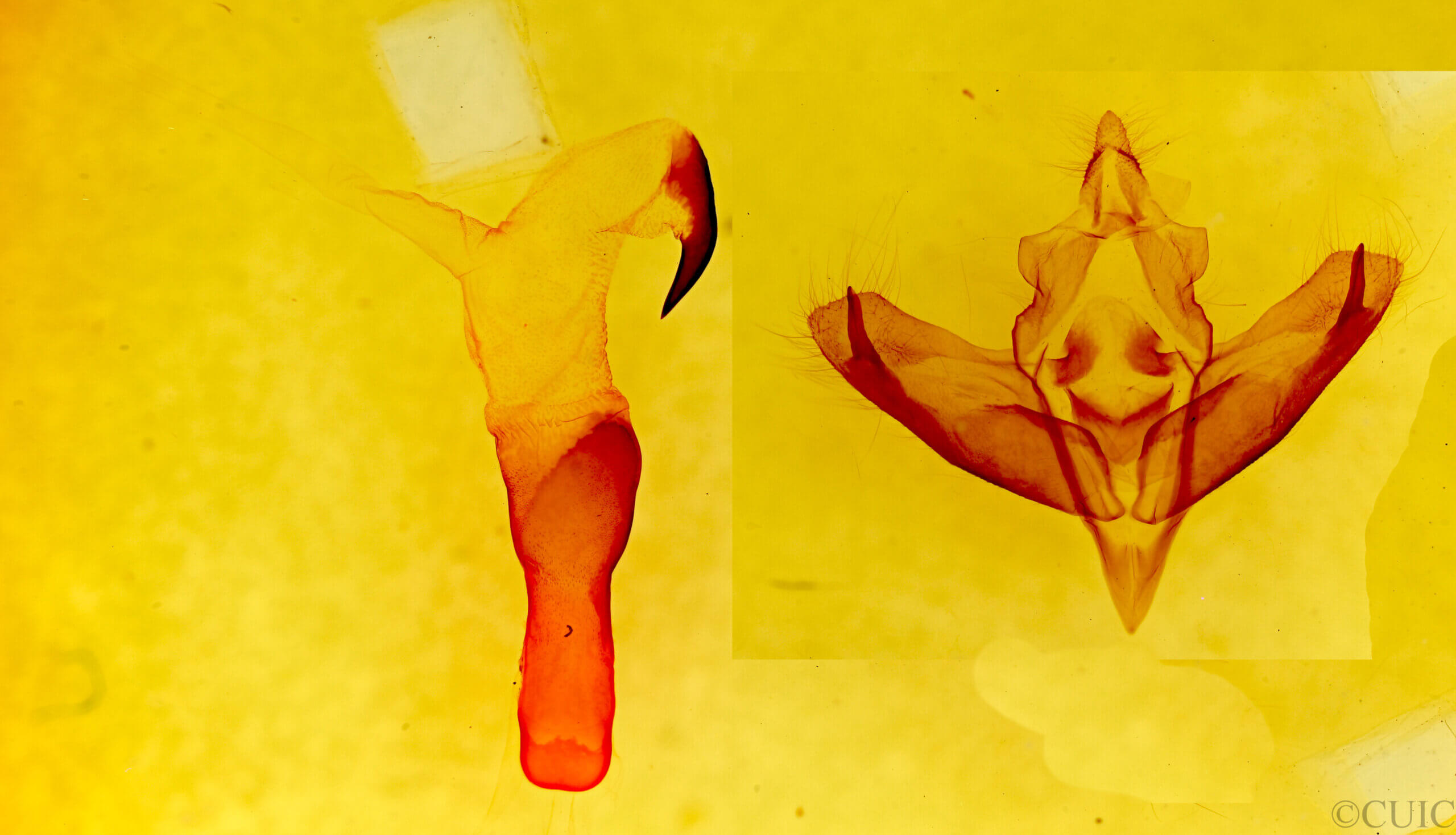 genitalia view of adult Panthea sp.