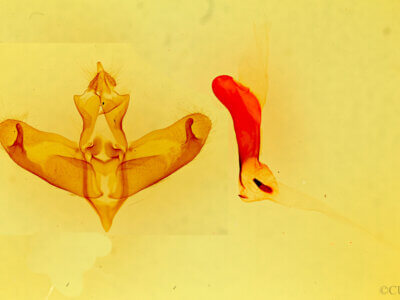 genitalia view of adult Panthea sp.