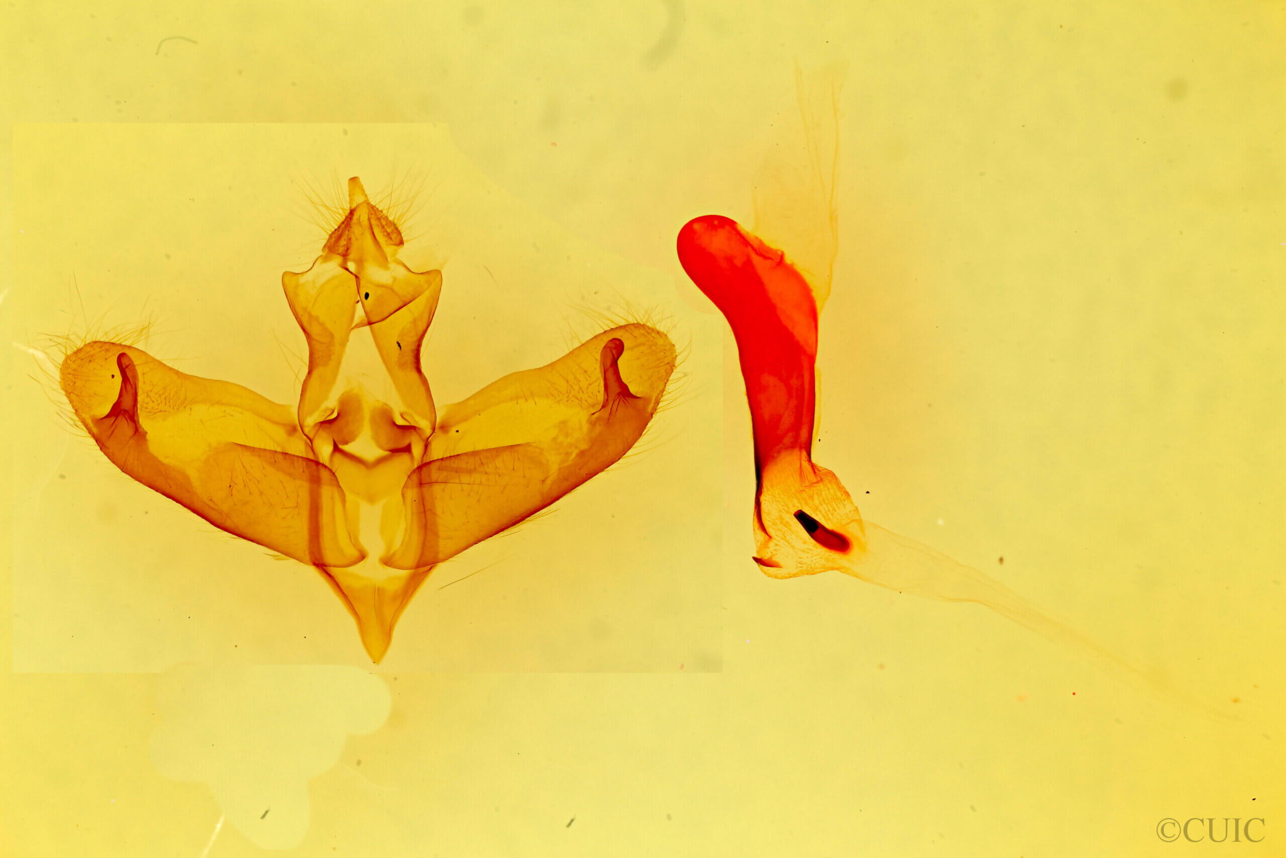 genitalia view of adult Panthea sp.