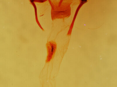 genitalia view of adult Cosmia sp.