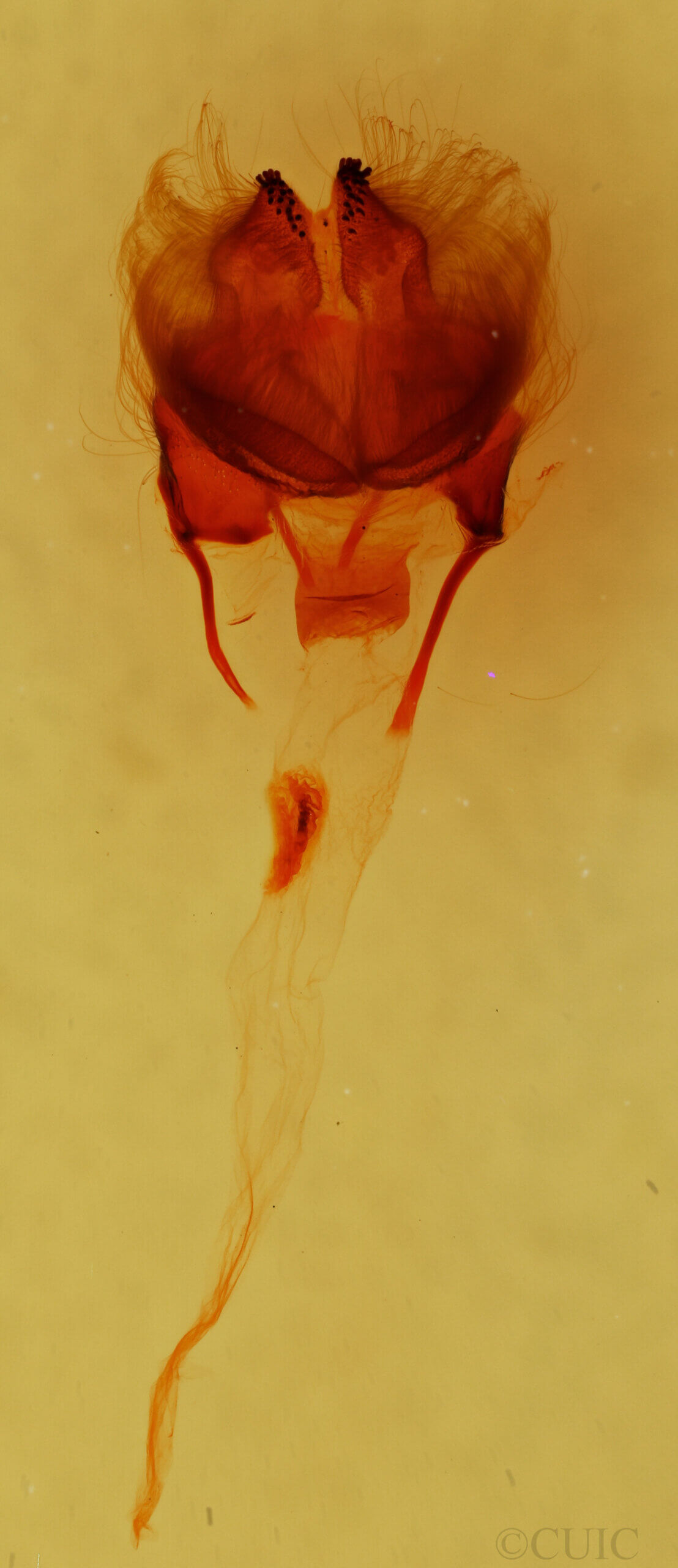 genitalia view of adult Cosmia sp.