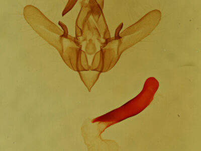 genitalia view of adult Cosmia sp.