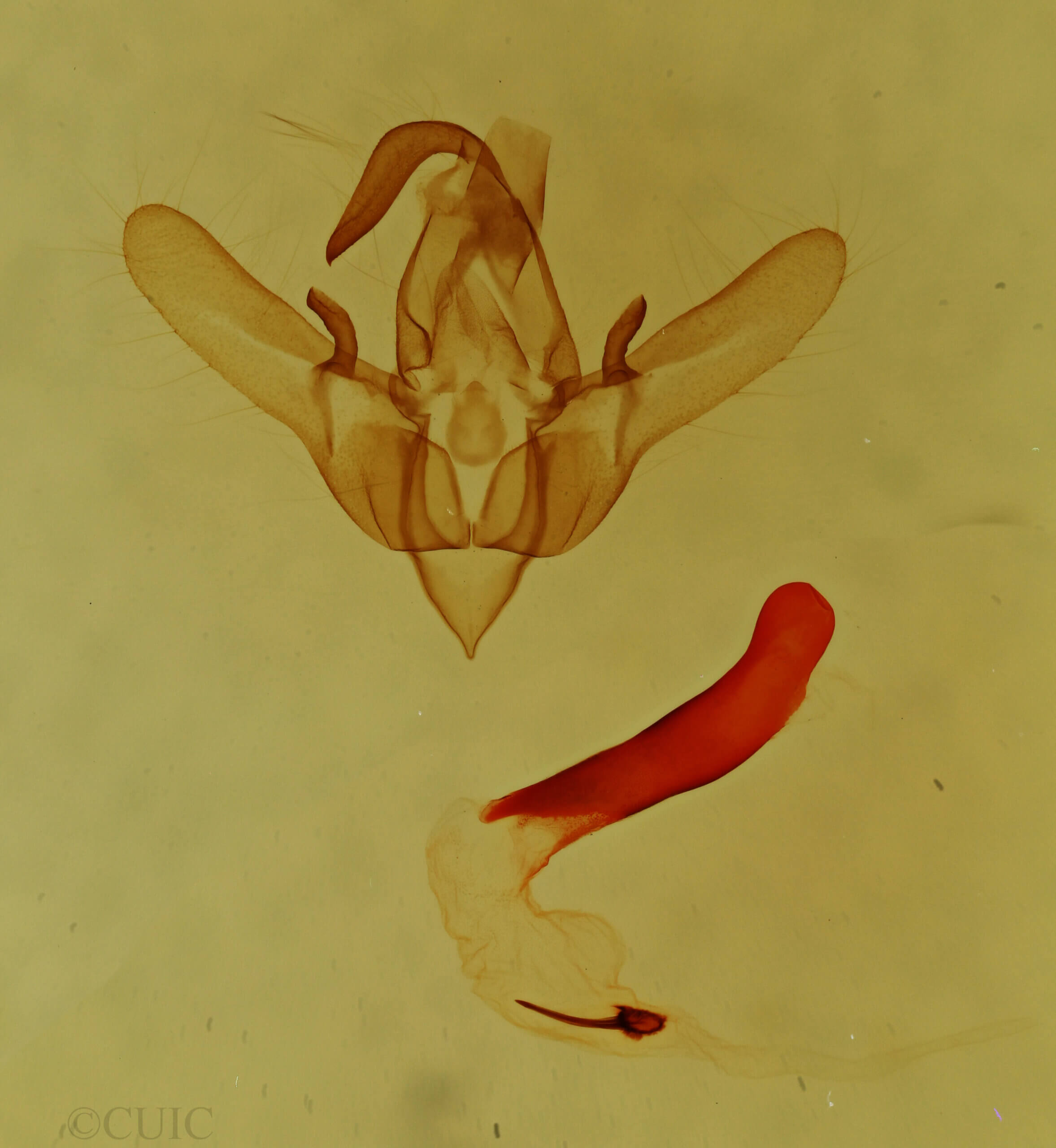 genitalia view of adult Cosmia sp.