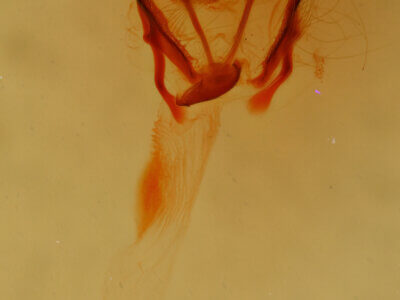 genitalia view of adult Cosmia sp.