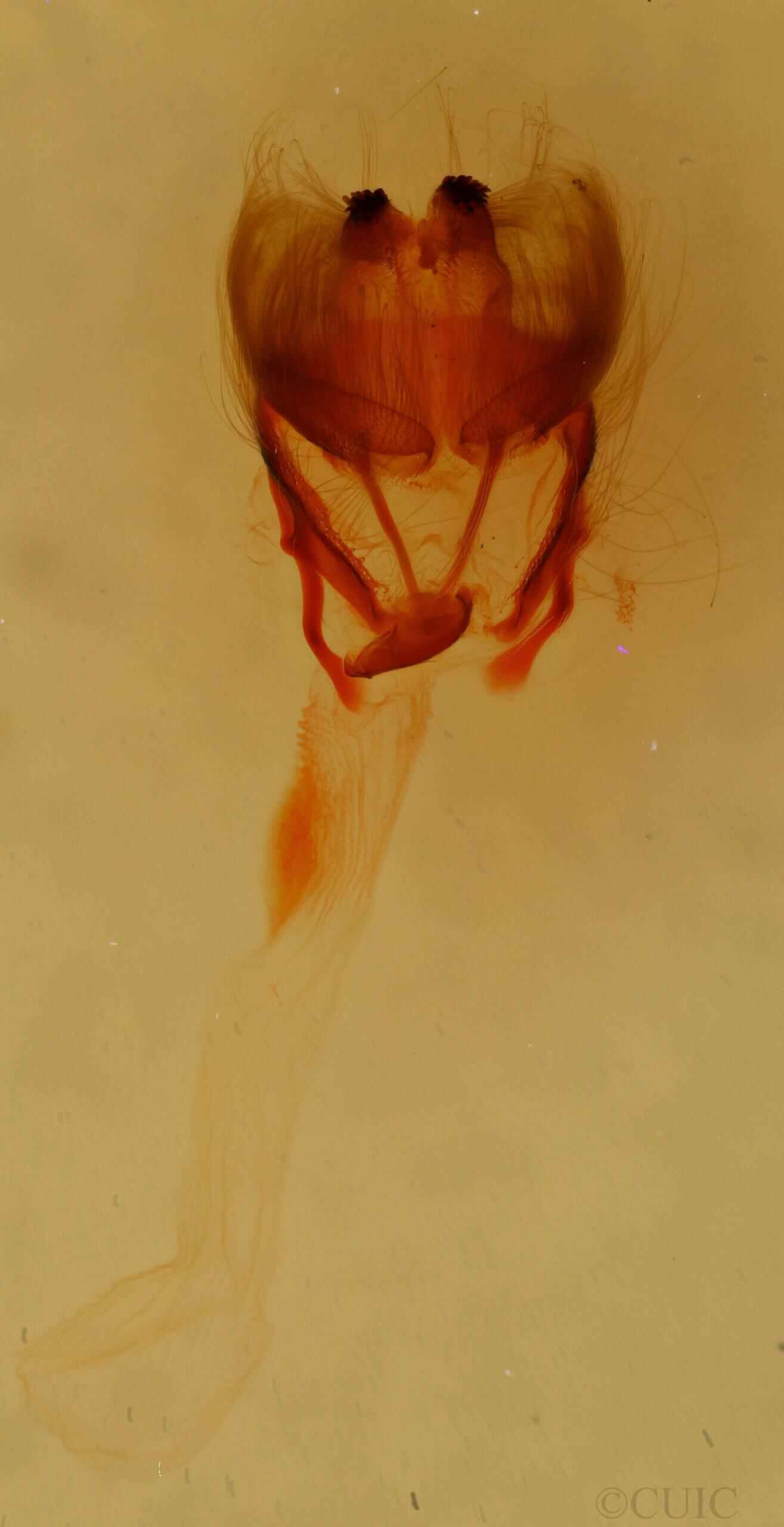 genitalia view of adult Cosmia sp.