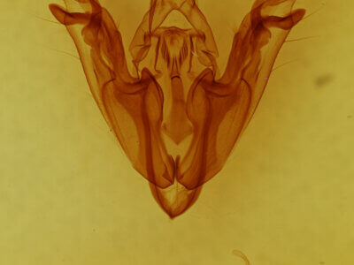 genitalia view of adult Protorthodes sp.