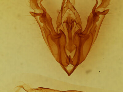 genitalia view of adult Protorthodes sp.