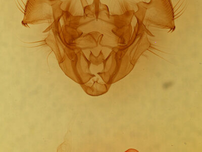 genitalia view of adult Apamea henrietta n. sp.