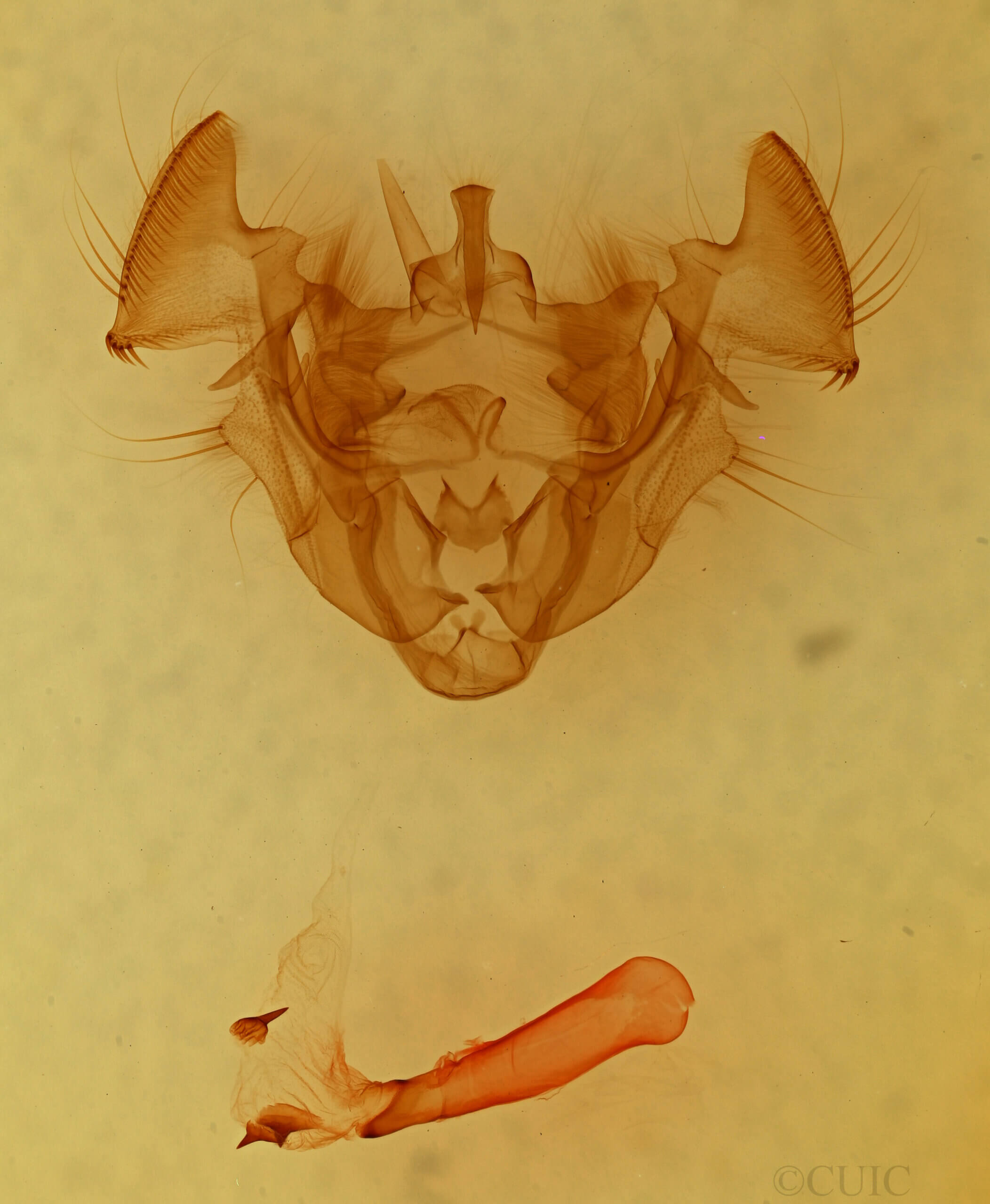 genitalia view of adult Apamea henrietta n. sp.