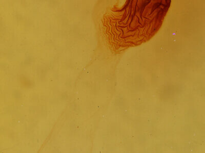 genitalia view of adult Apamea henrietta n. sp.