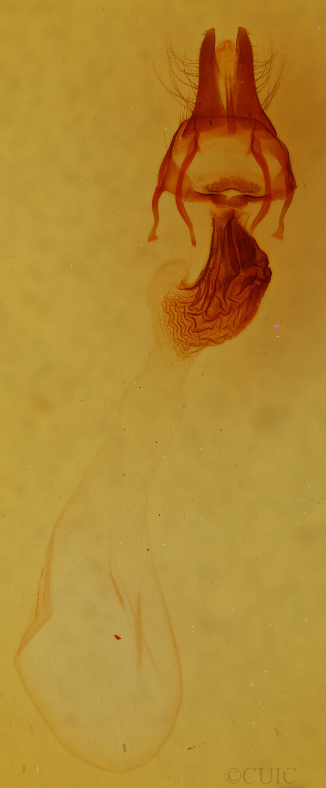 genitalia view of adult Apamea henrietta n. sp.