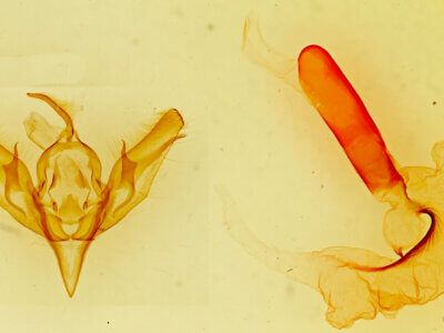 genitalia view of adult Loxagrotis? sp.