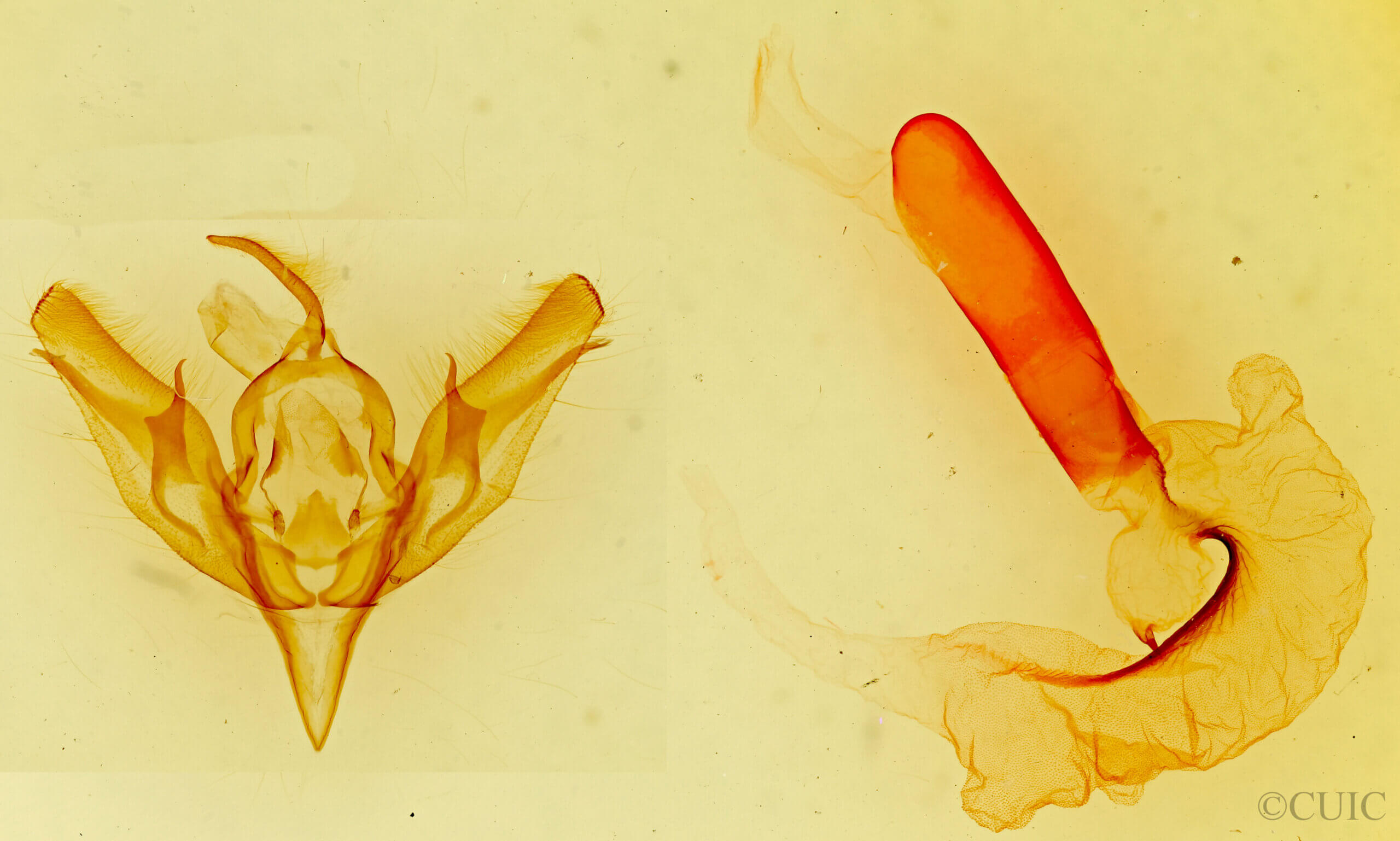 genitalia view of adult Loxagrotis? sp.