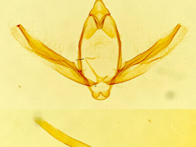 genitalia view of adult Stenoporpia mediatra?