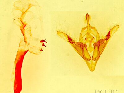 genitalia view of adult Orthodes sp.?