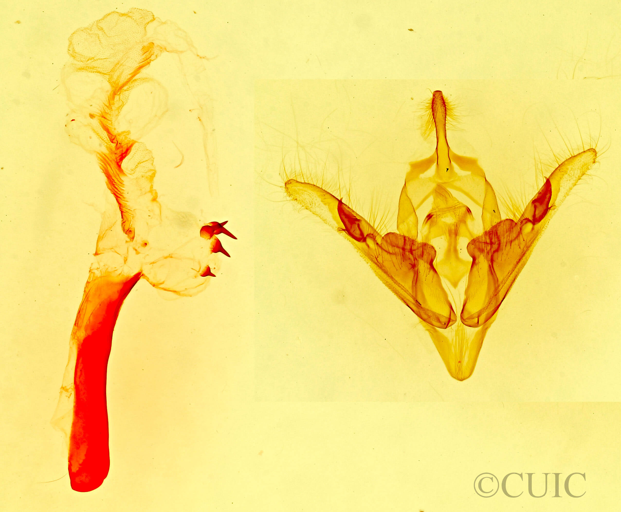 genitalia view of adult Orthodes sp.?
