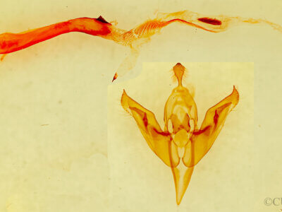 genitalia view of adult Orthosia flaviannula?