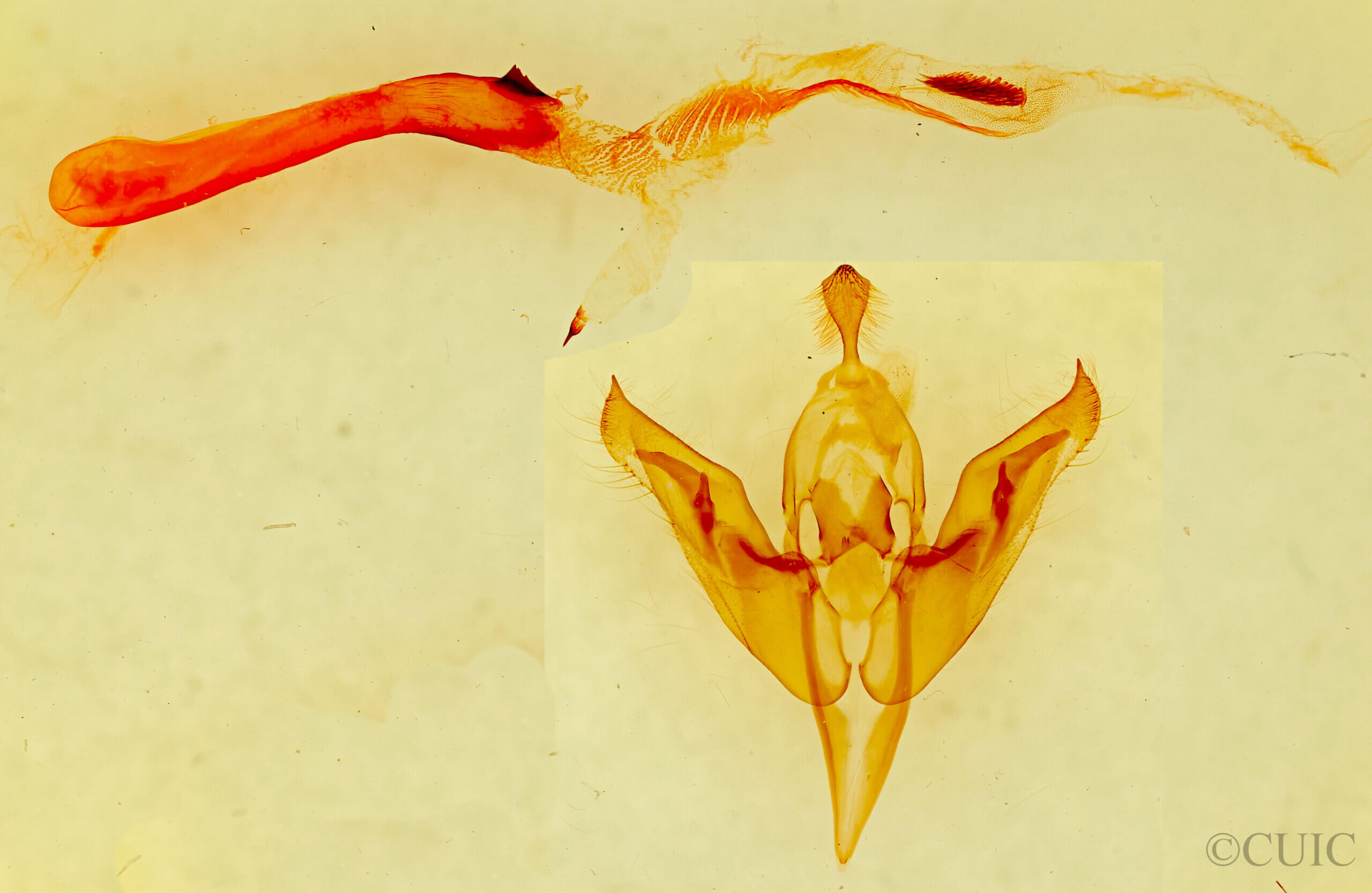 genitalia view of adult Orthosia flaviannula?