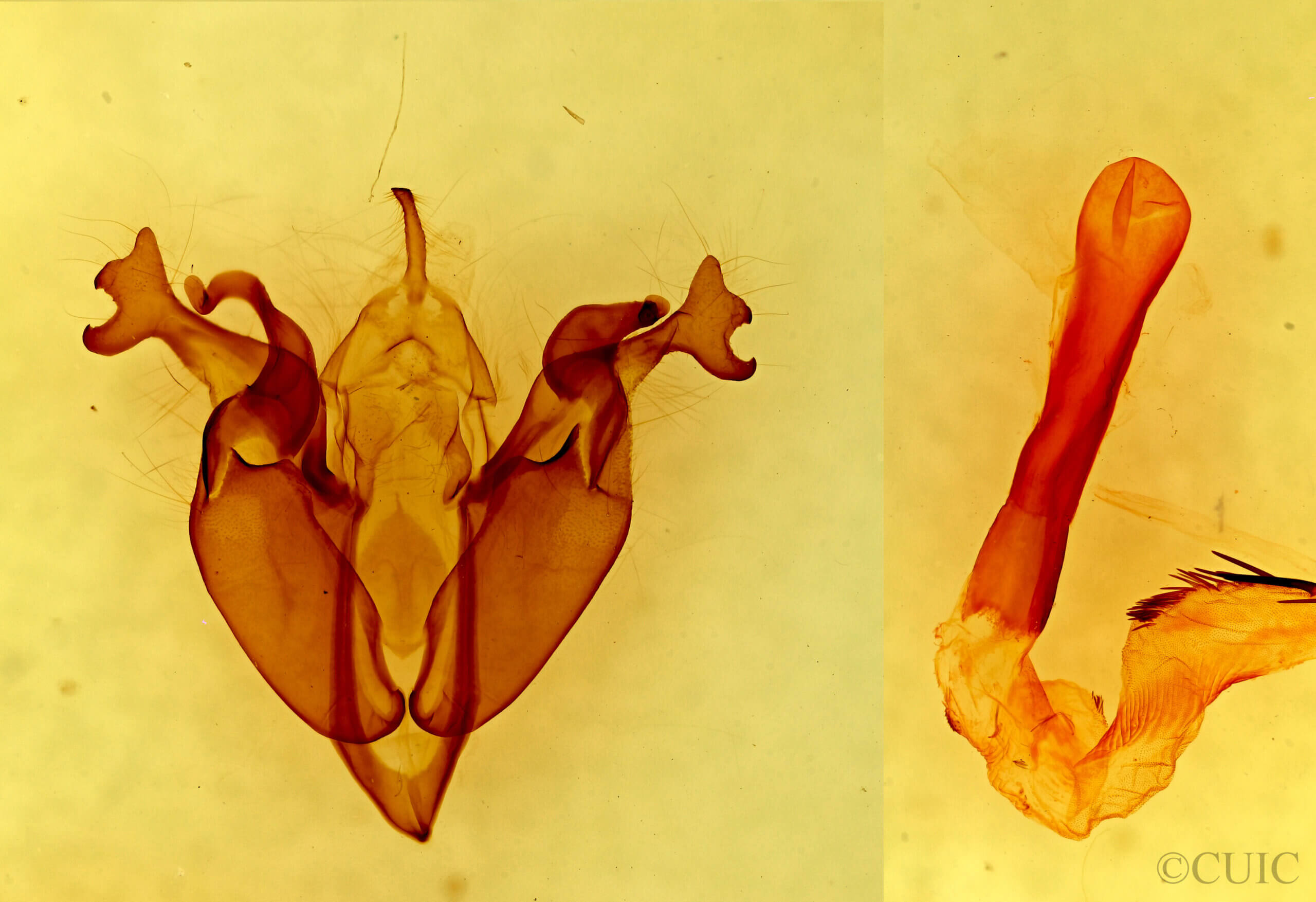 genitalia view of adult Orthosia pulchella?